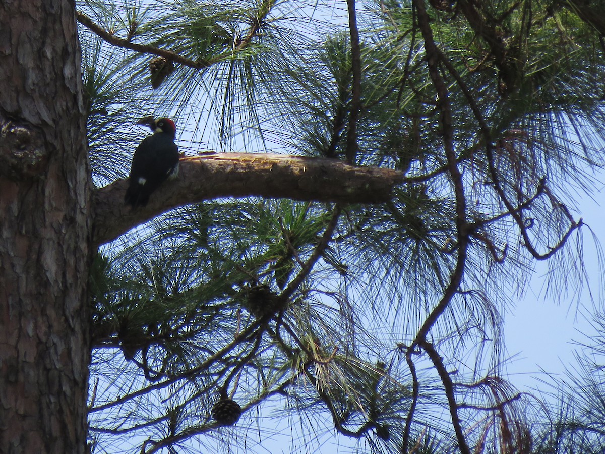 Acorn Woodpecker - ML246908361