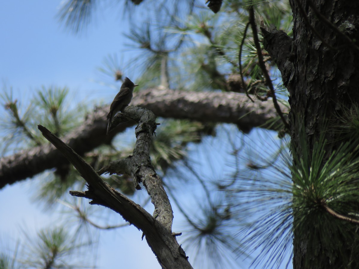 Greater Pewee - ML246908681