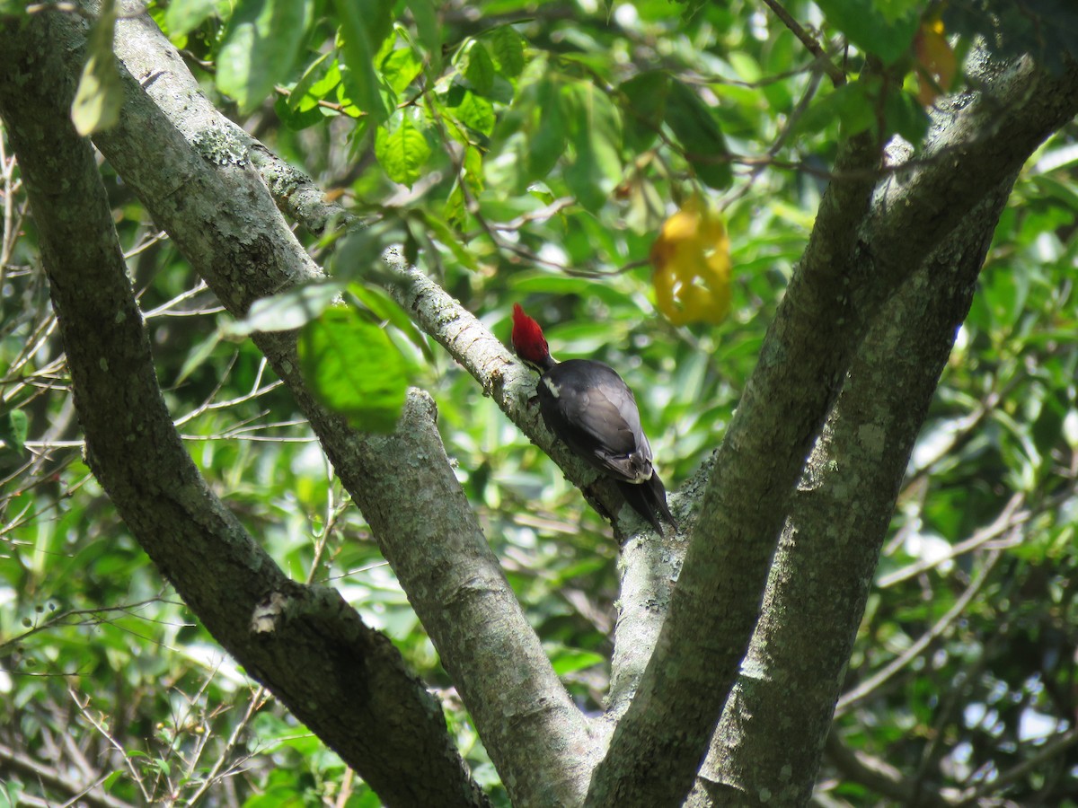 Lineated Woodpecker - ML246908781