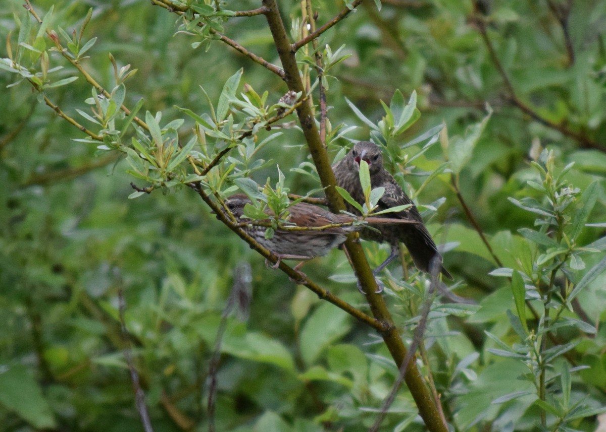 Brown-headed Cowbird - ML246908921