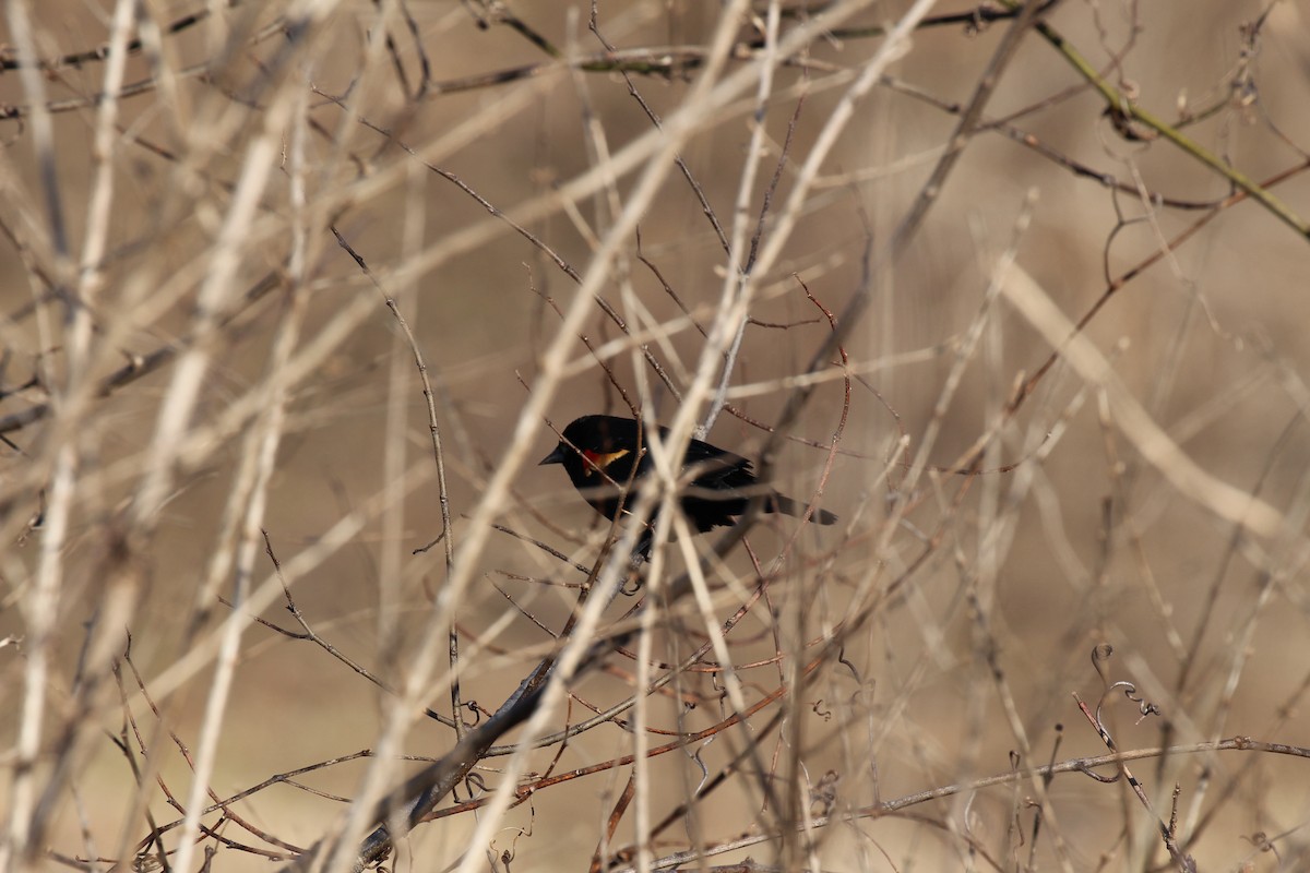 Red-winged Blackbird - Russell Allison