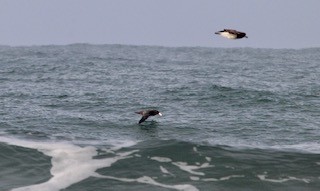 Southern Giant-Petrel - ML246912431