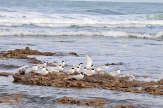 South American Tern - ML246912521