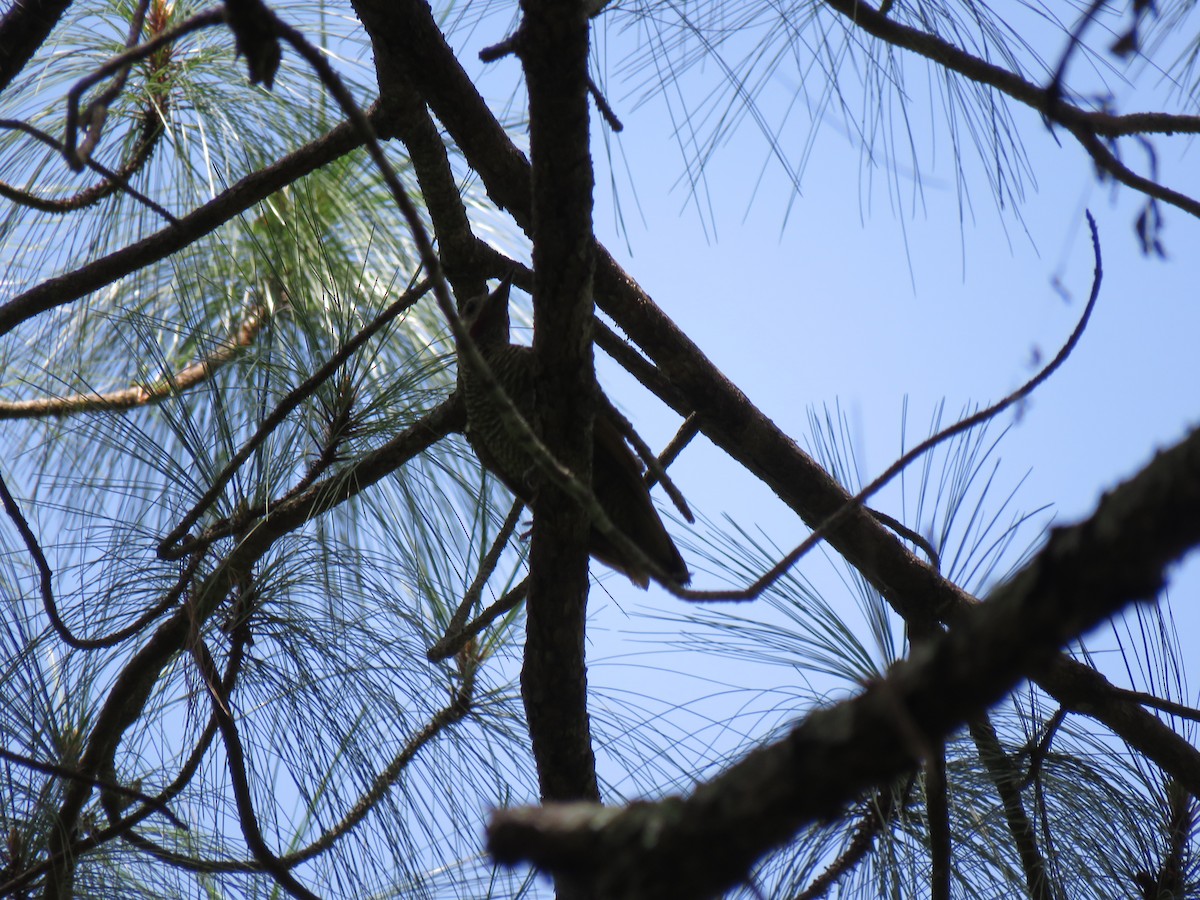 Northern Flicker - ML246912531