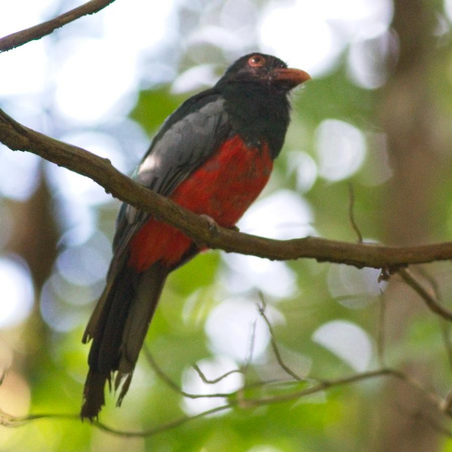 Slaty-tailed Trogon - ML246914761