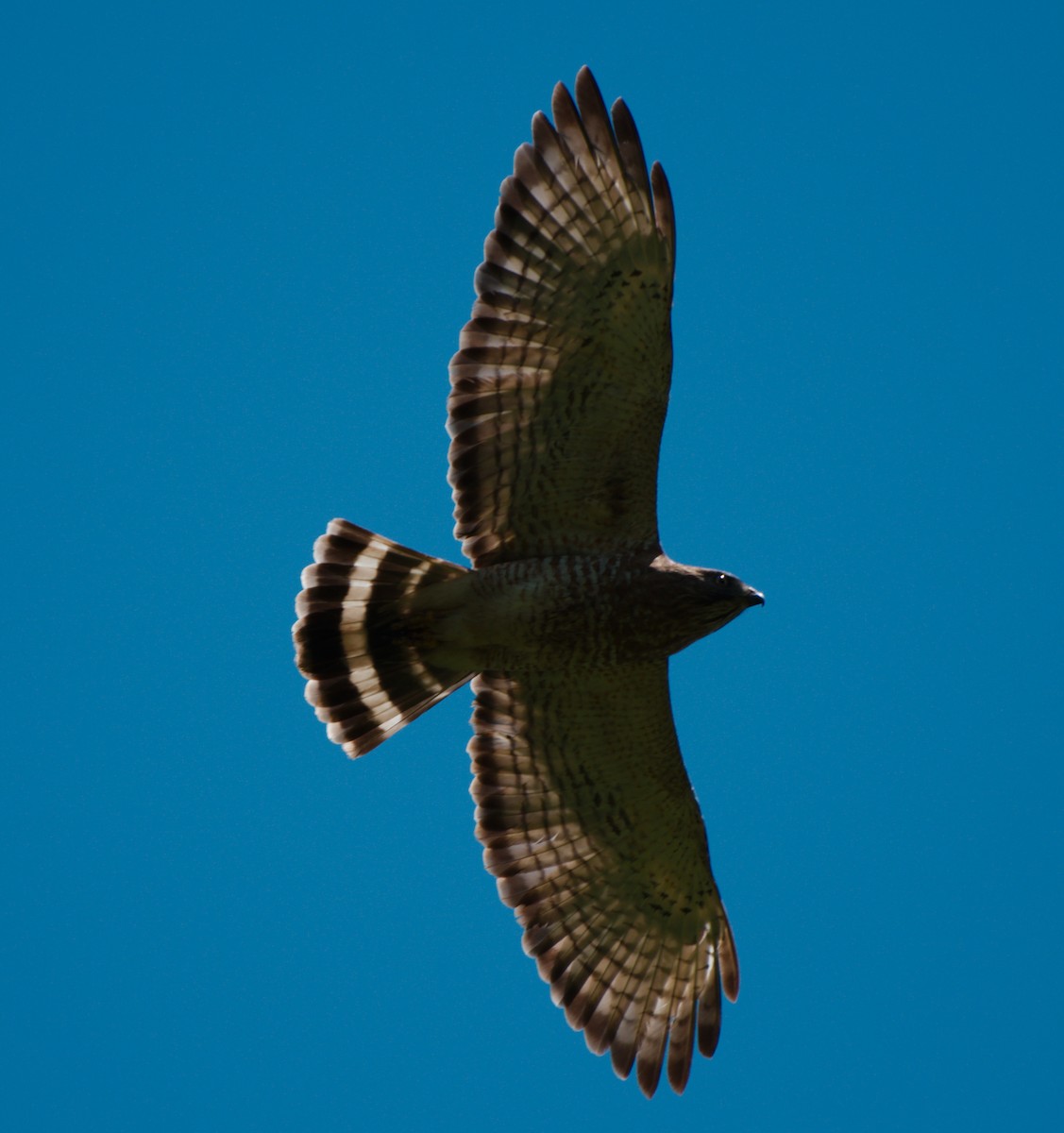 Broad-winged Hawk - ML246915791