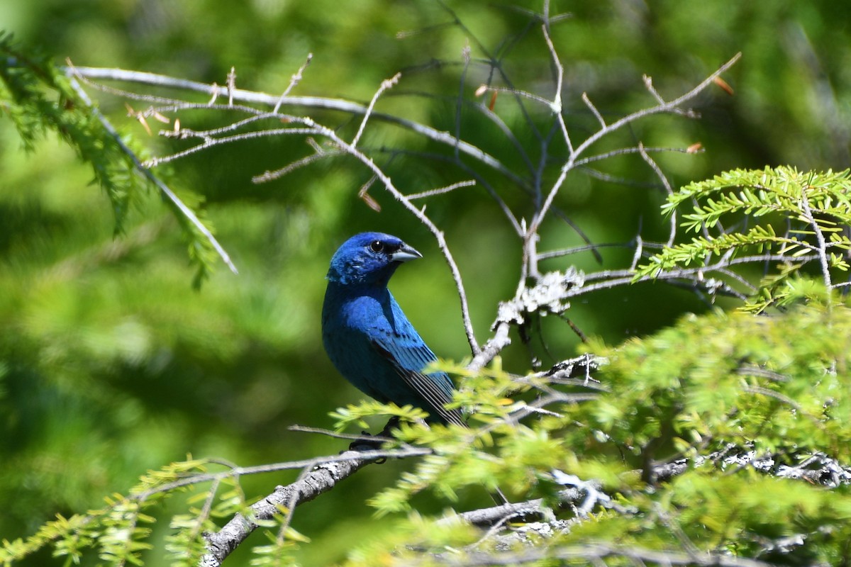 Indigo Bunting - ML246915891