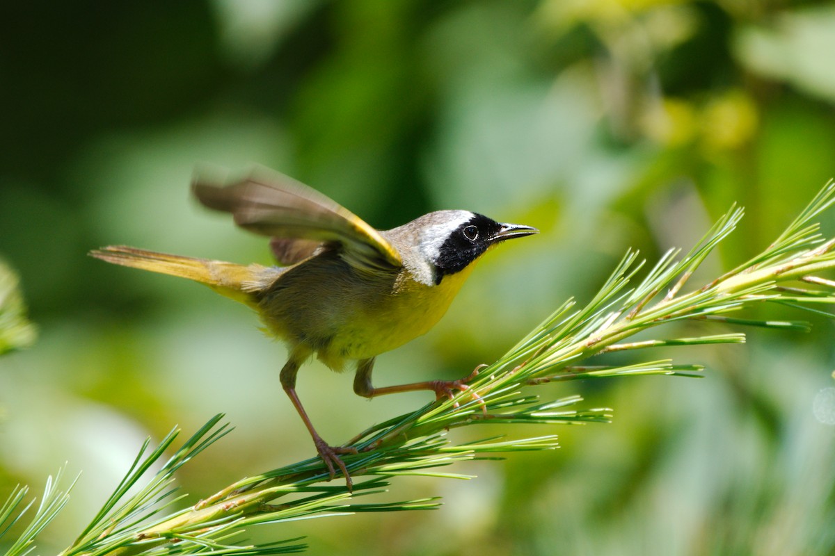 Common Yellowthroat - ML246916101