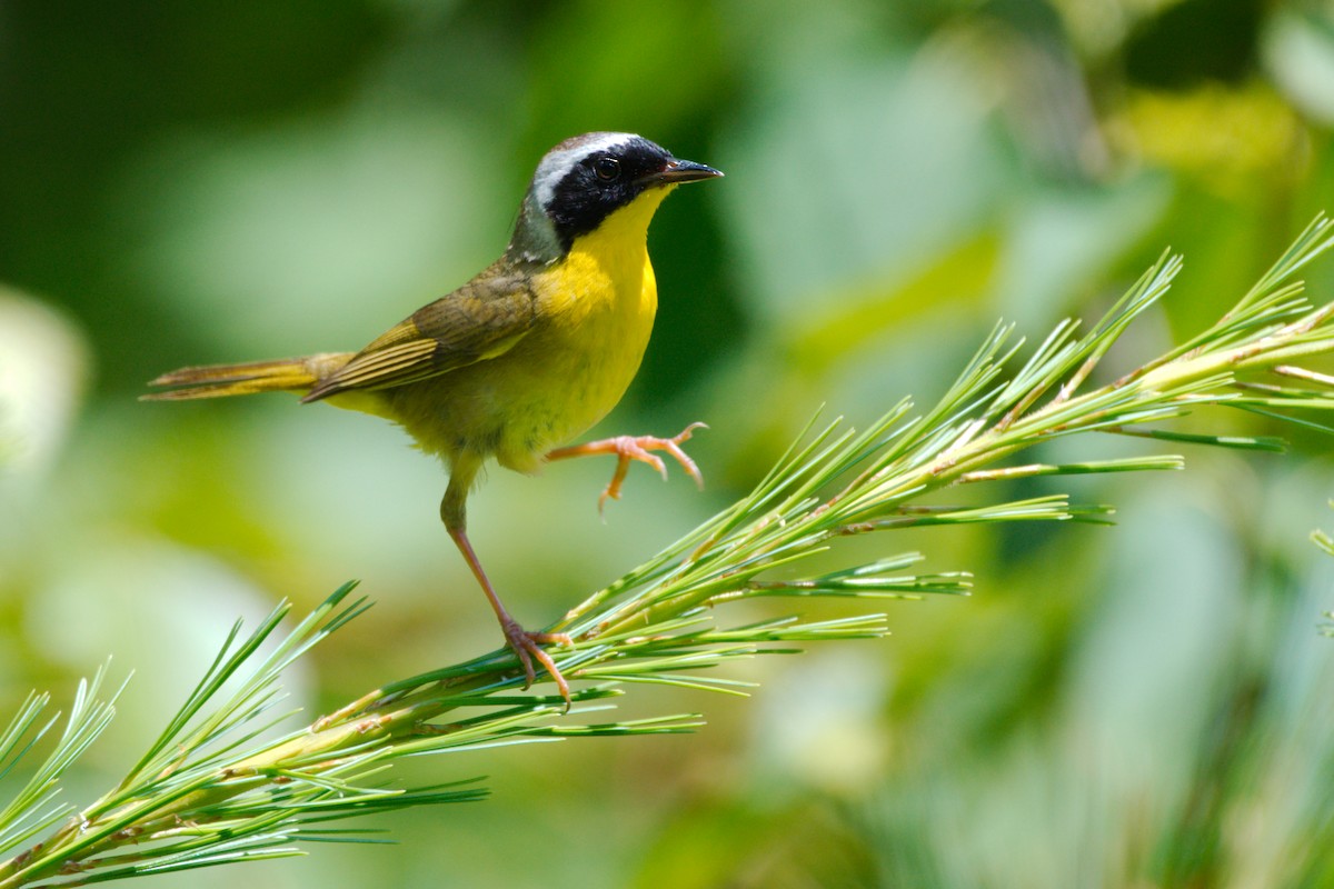 Common Yellowthroat - ML246916161