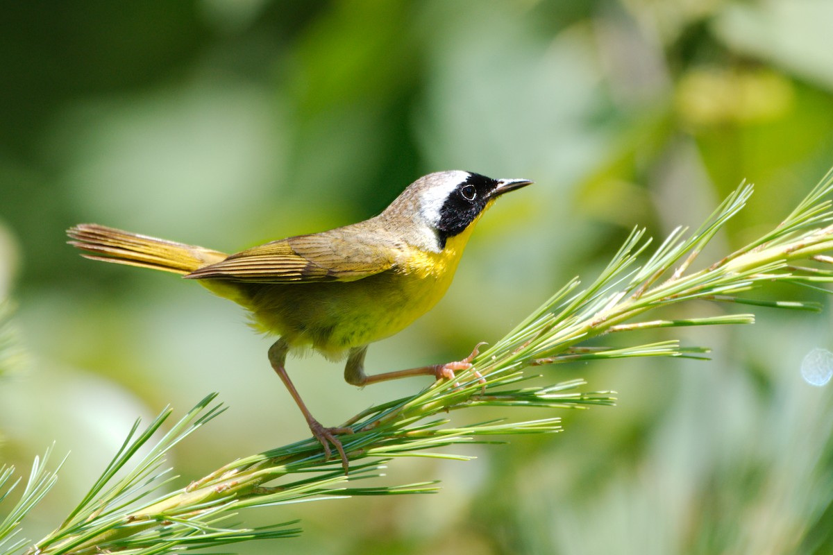 Common Yellowthroat - ML246916171