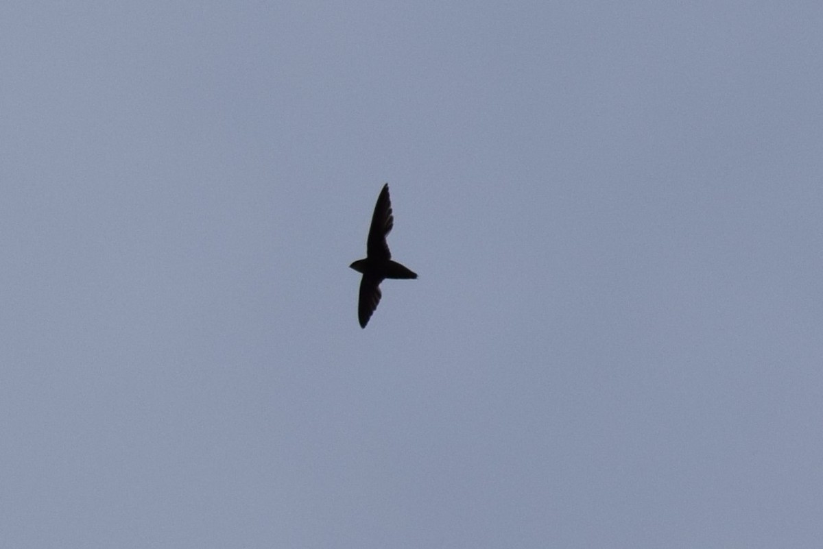 Chimney Swift - ML246917151