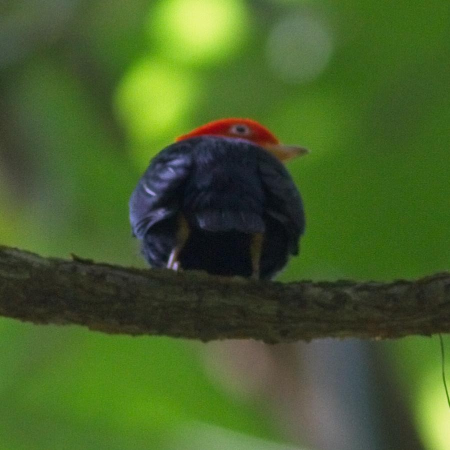 Red-capped Manakin - Nikhil Patwardhan