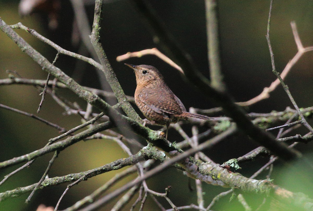 House Wren (Brown-throated) - ML246918021