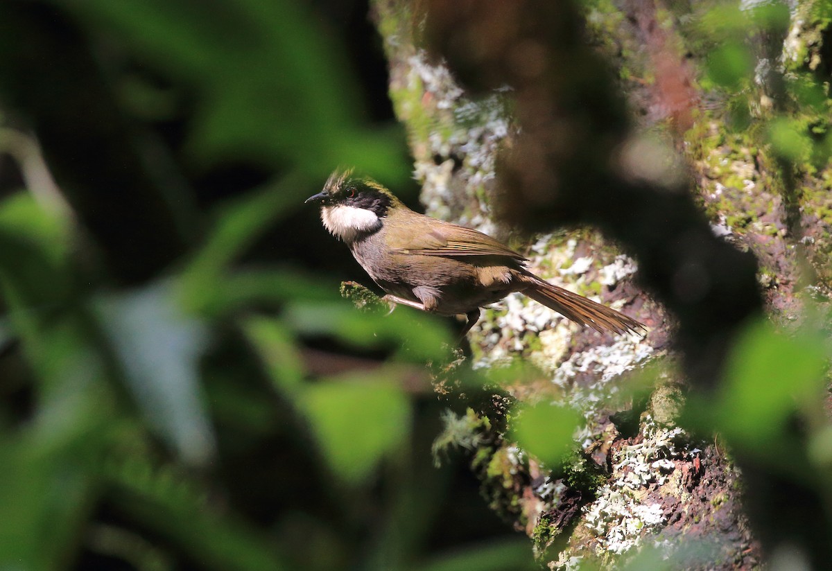 Green-striped Brushfinch - ML246918251