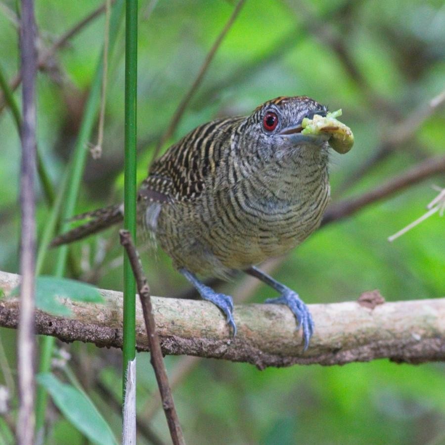 Fasciated Antshrike - ML246919061