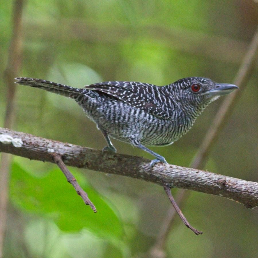 Fasciated Antshrike - ML246919201