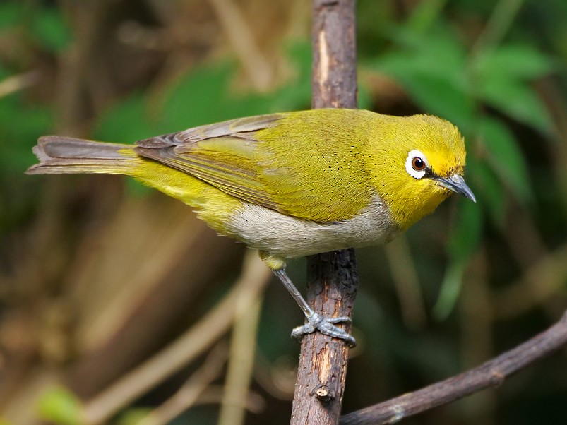 Heuglin's White-eye - eBird