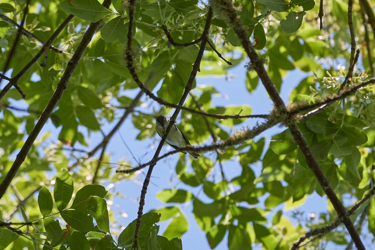 Red-eyed Vireo - ML246921021