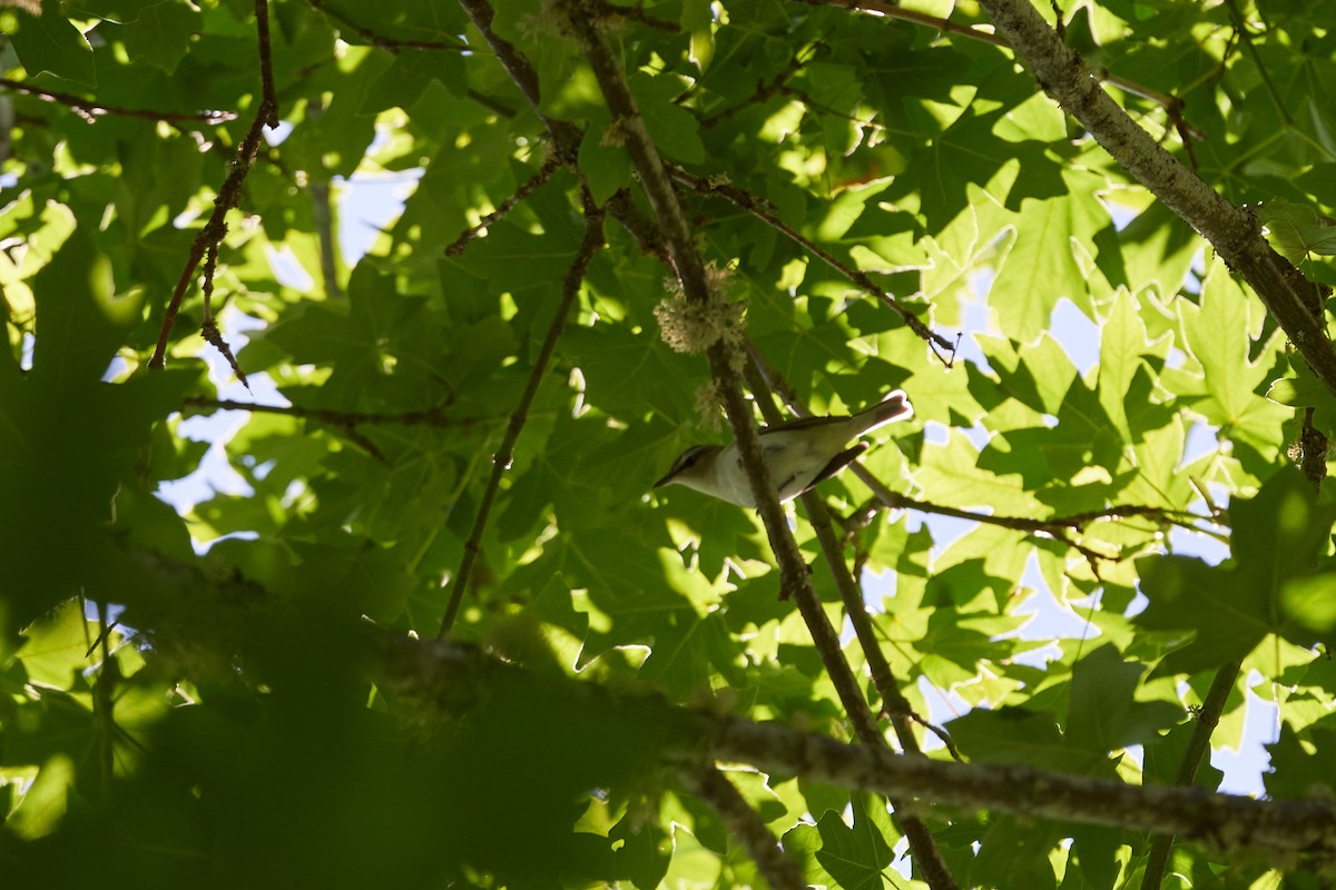 Red-eyed Vireo - ML246921061