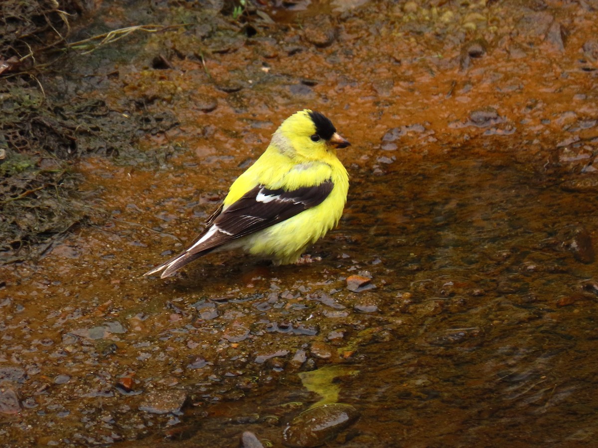 American Goldfinch - ML246923511