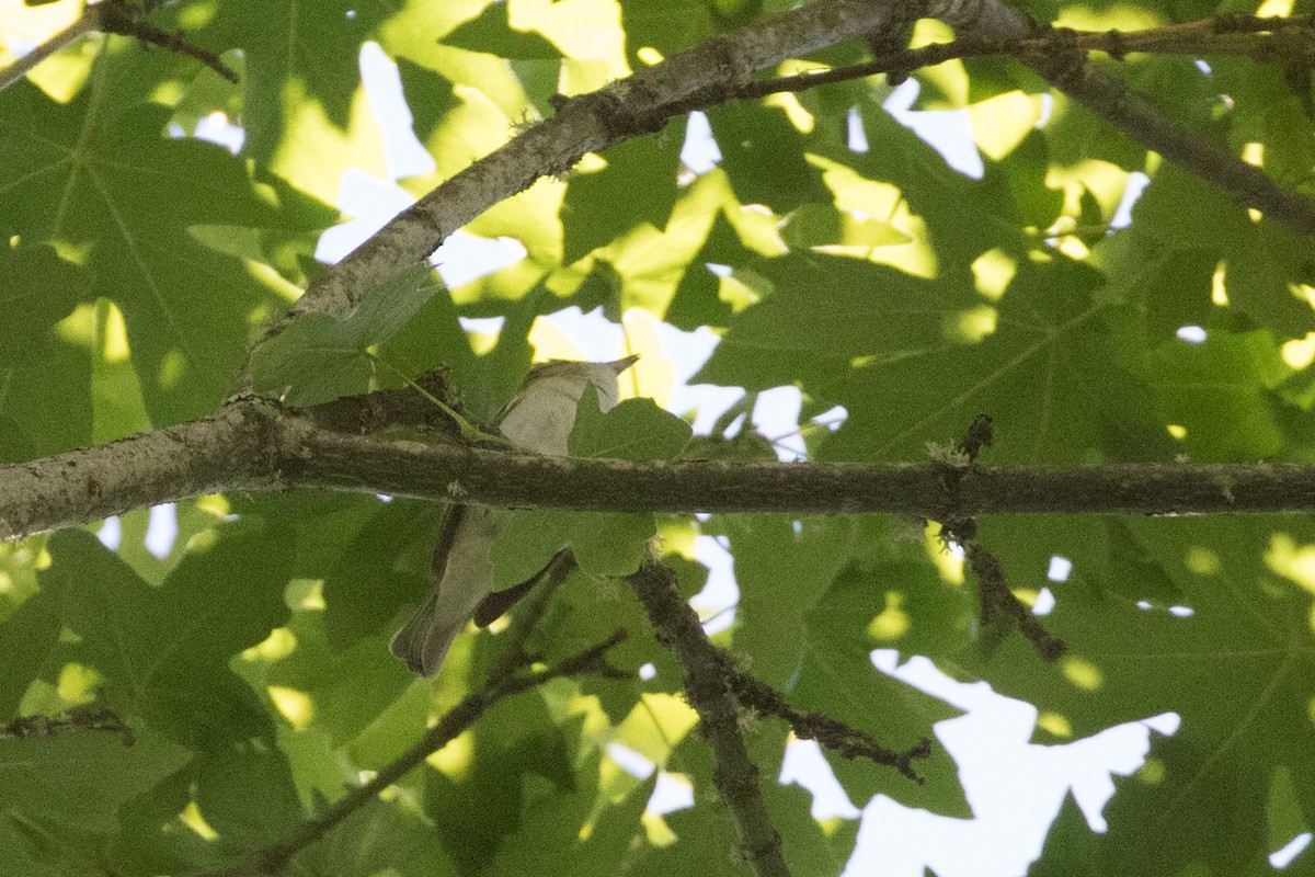 Red-eyed Vireo - ML246923701
