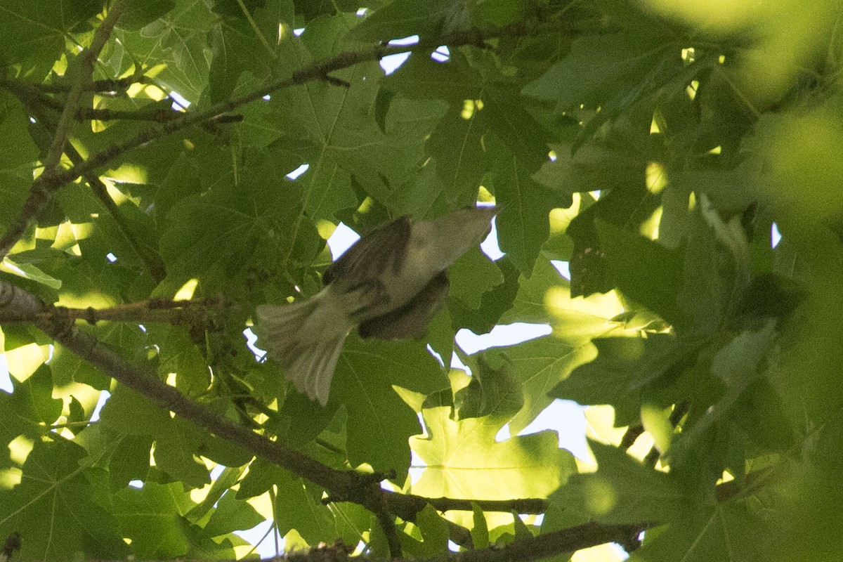 Red-eyed Vireo - ML246923731