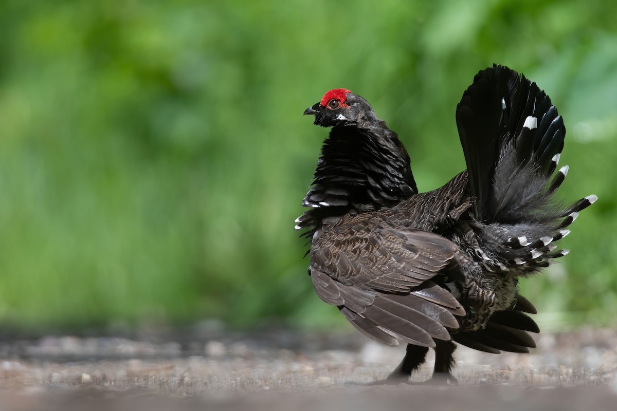 Spruce Grouse (Franklin's) - ML246923831