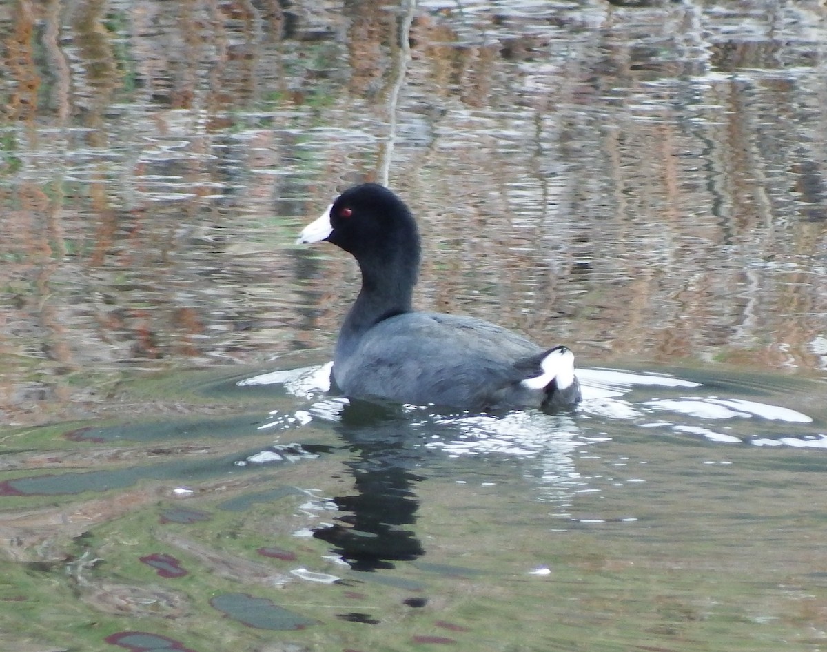 American Coot (Red-shielded) - ML24692401