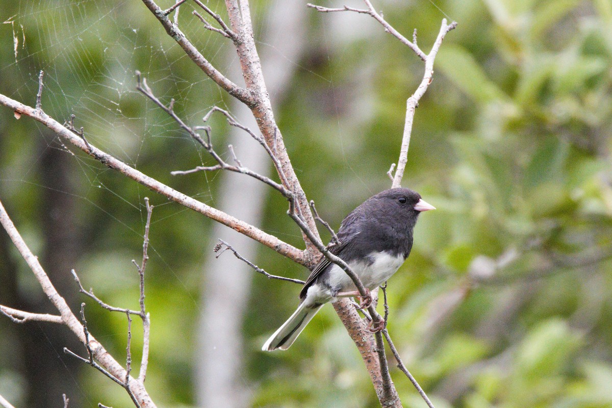 Junco ardoisé - ML246924051