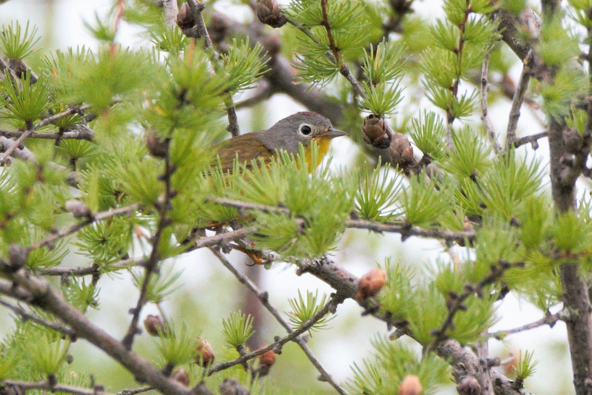 Nashville Warbler - Mitch (Michel) Doucet