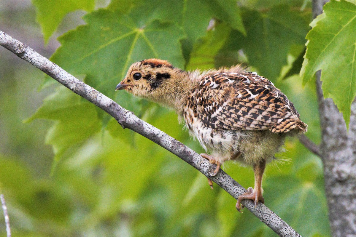 Spruce Grouse - ML246924501