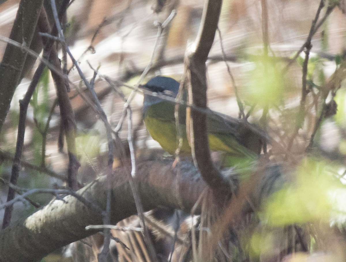 MacGillivray's Warbler - ML246925071