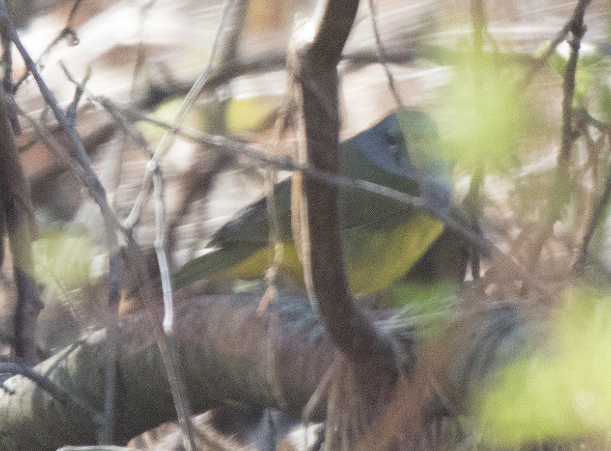 MacGillivray's Warbler - ML246925421