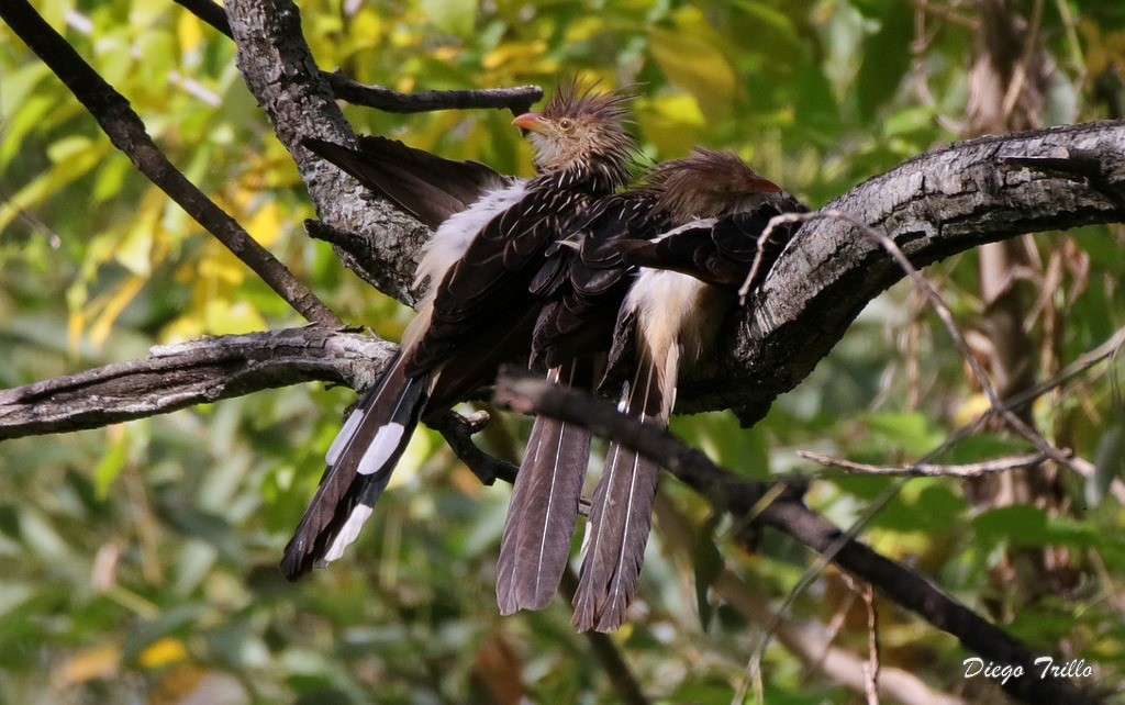 Guira Cuckoo - ML246927551