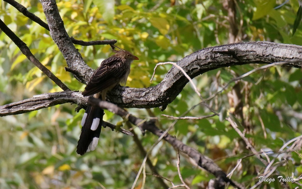 Guira Cuckoo - ML246927601