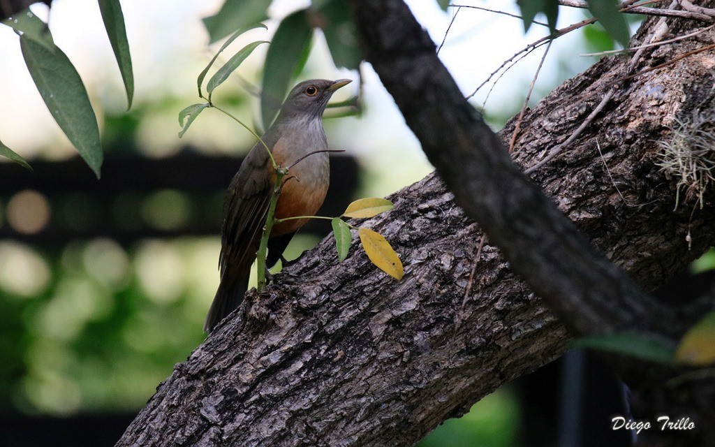 Rufous-bellied Thrush - ML246928811