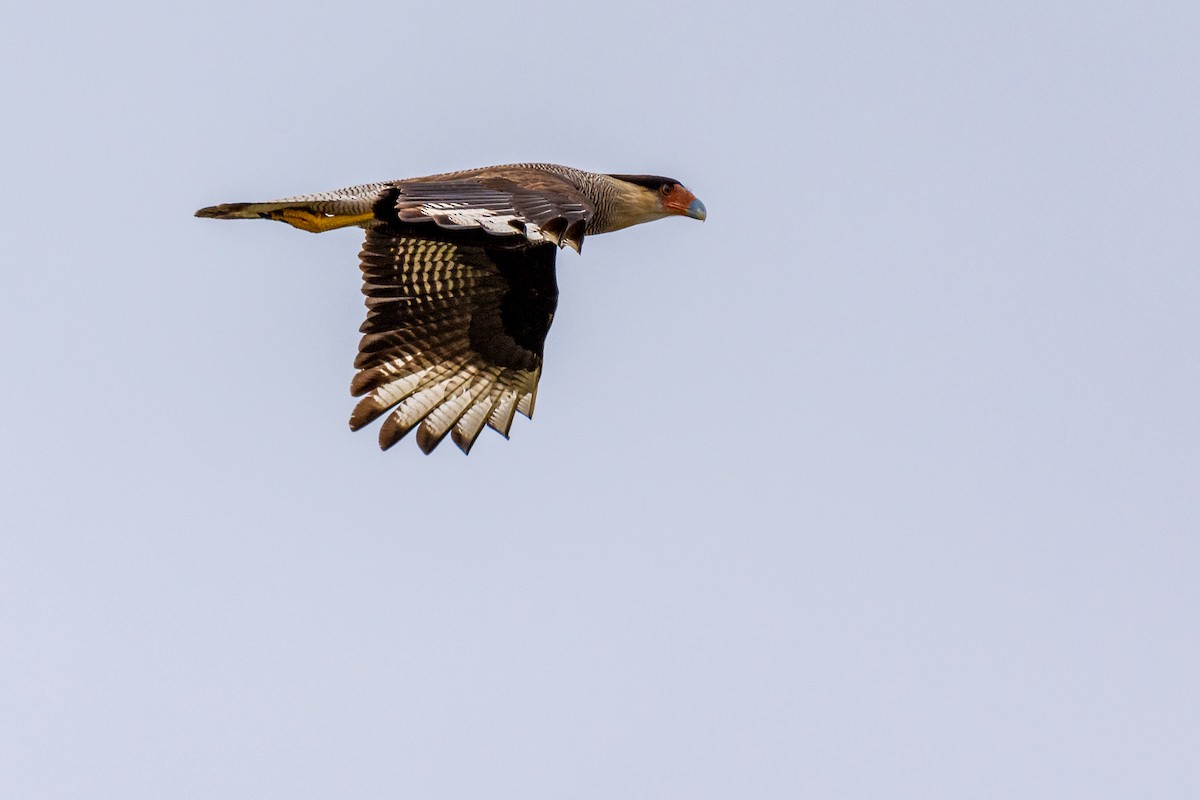 Caracara Carancho (sureño) - ML246929531