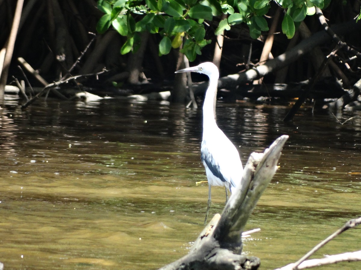 Little Blue Heron - ML246930851