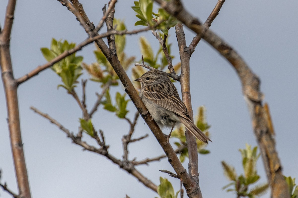 Brewer's Sparrow (taverneri) - Paul Leonard