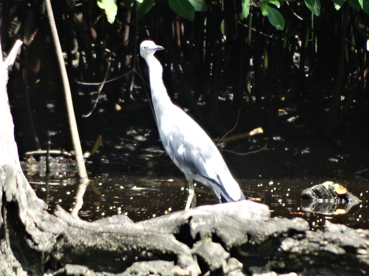 Little Blue Heron - ML246930891