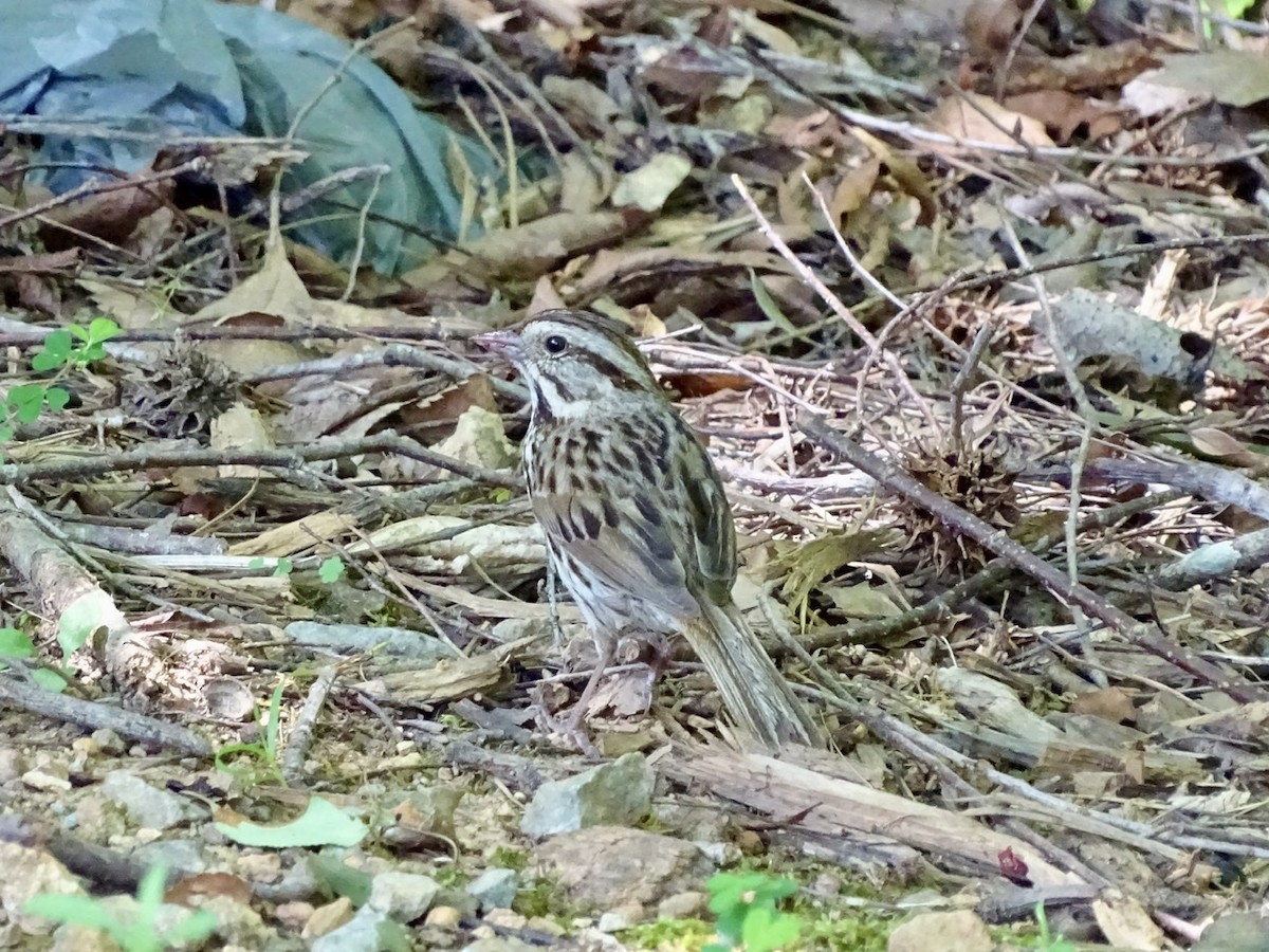 Song Sparrow - ML246931011
