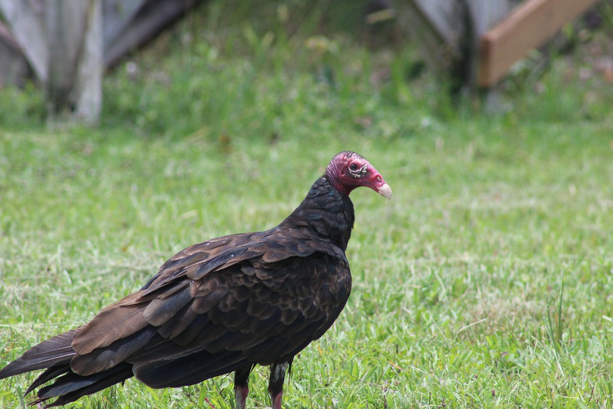 Turkey Vulture - ML246932501