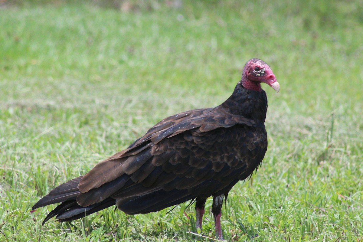 Turkey Vulture - ML246932511