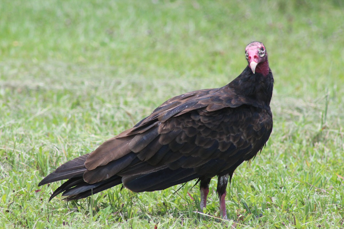 Turkey Vulture - ML246932521