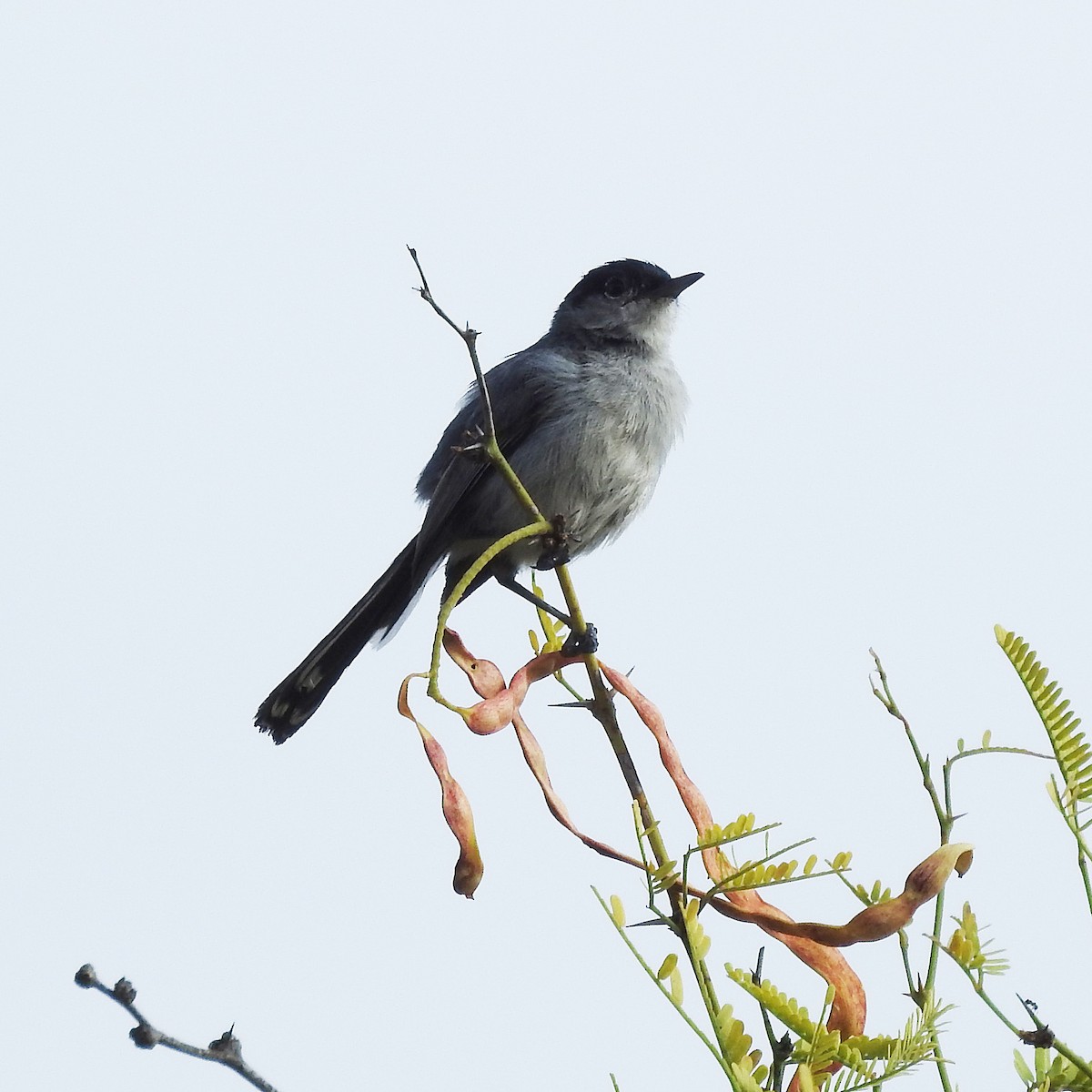 California Gnatcatcher - ML246932531