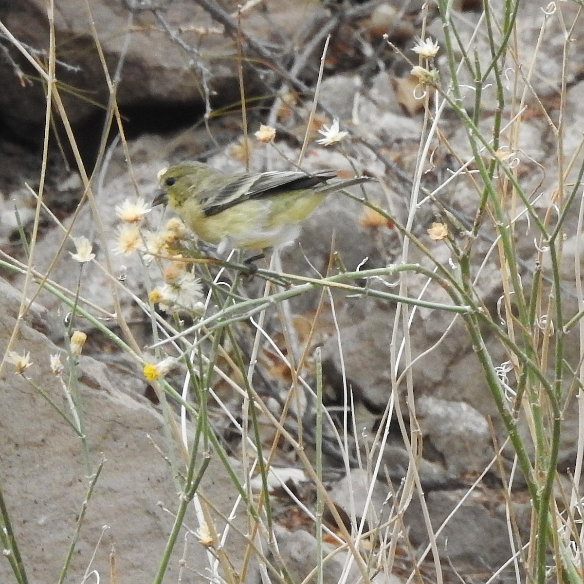 Lesser Goldfinch - ML246932601