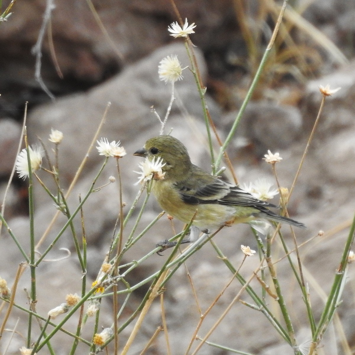 Lesser Goldfinch - ML246932641
