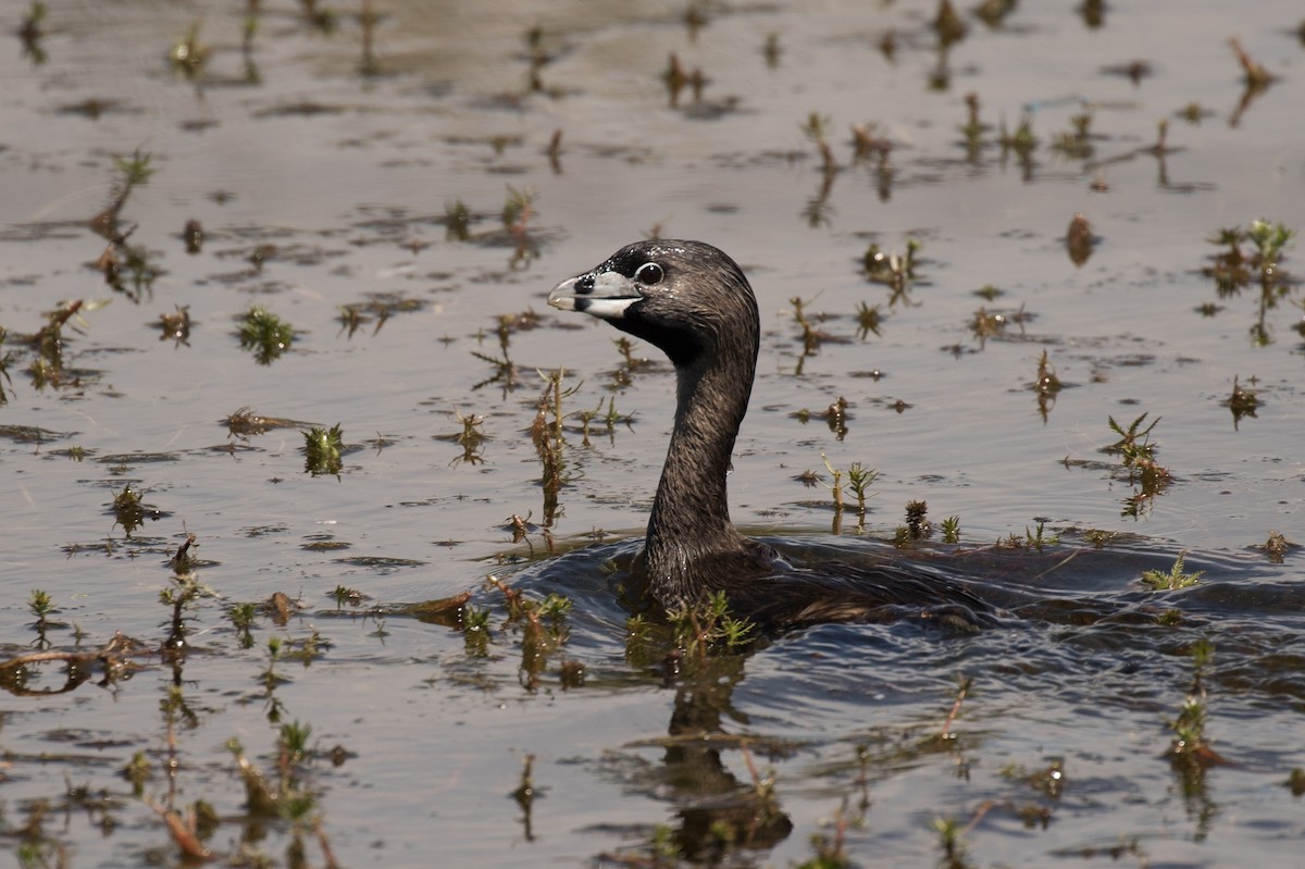 Pied-billed Grebe - ML246932701