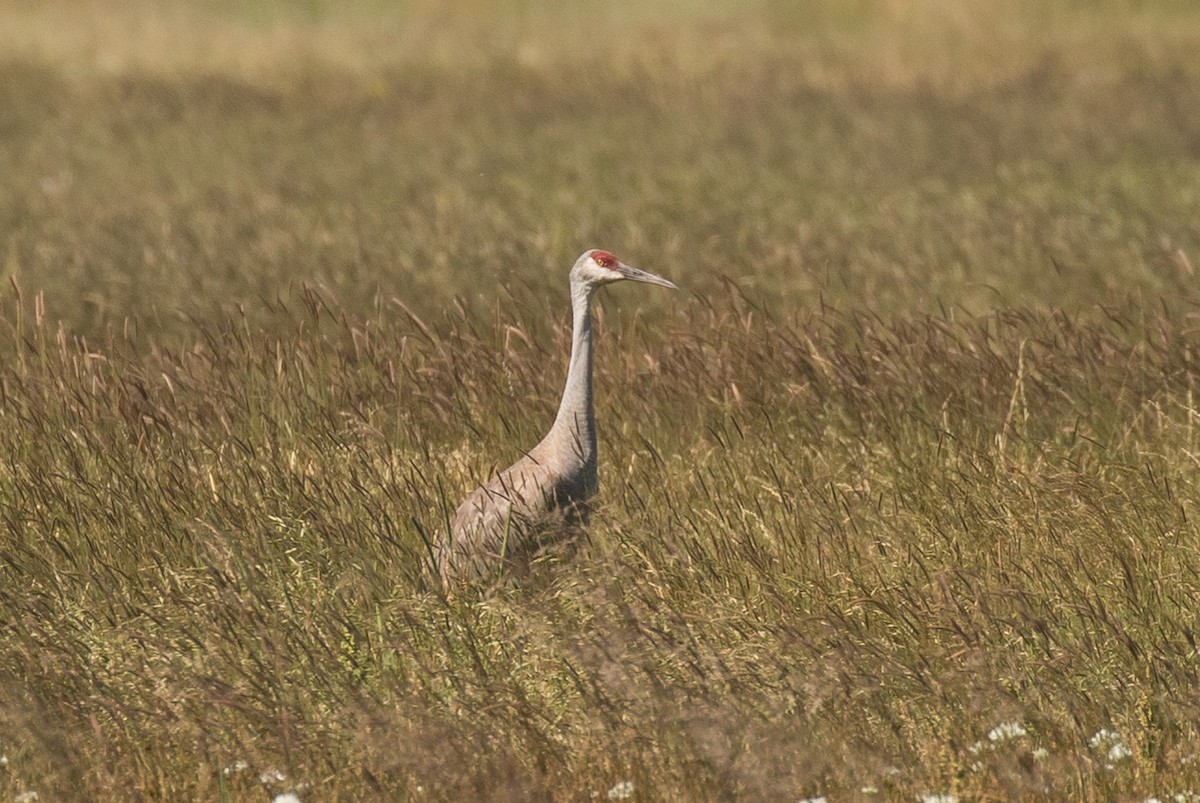 Sandhill Crane - Brad Dawson