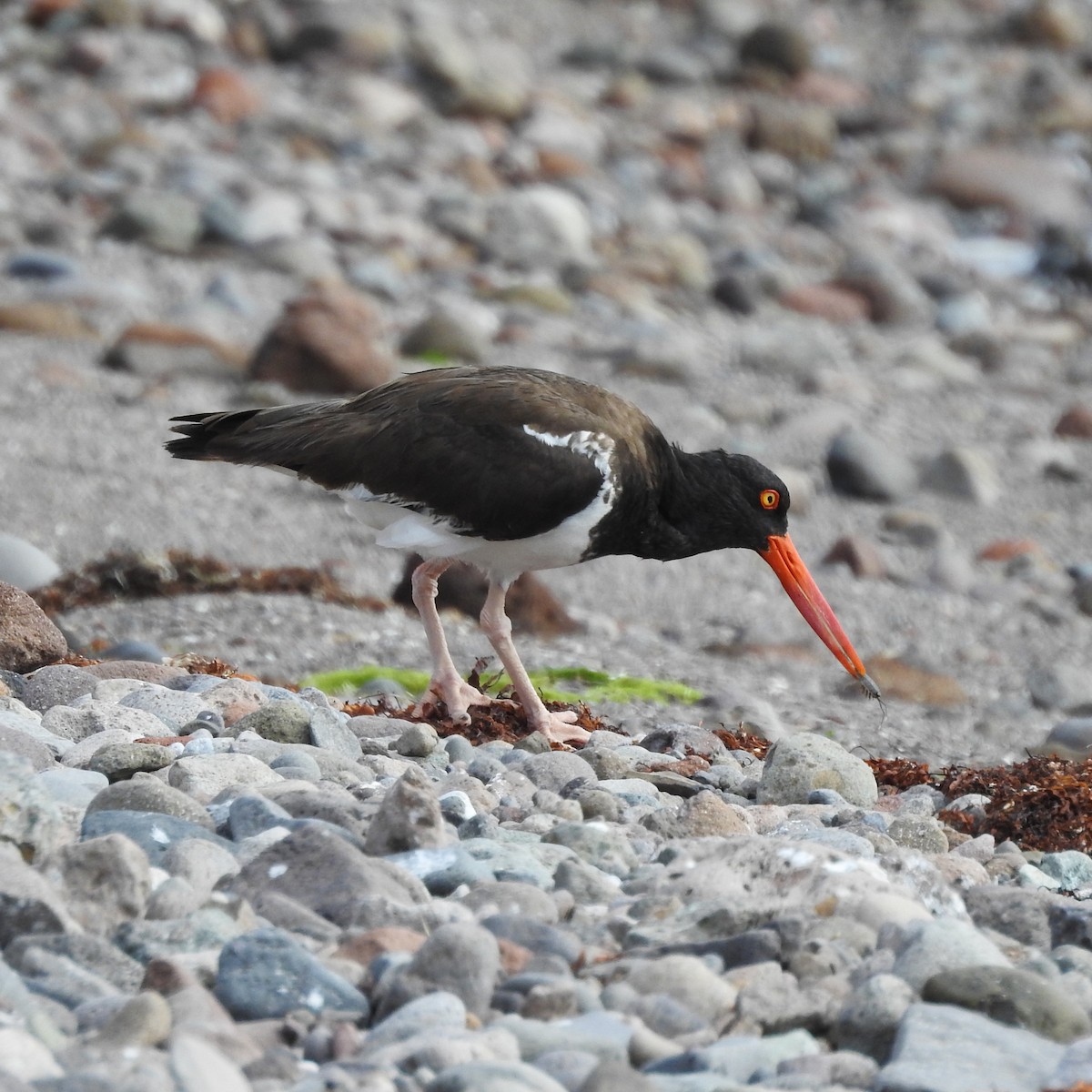 American Oystercatcher - ML246932911